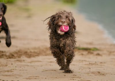 11 year old cockapoo
