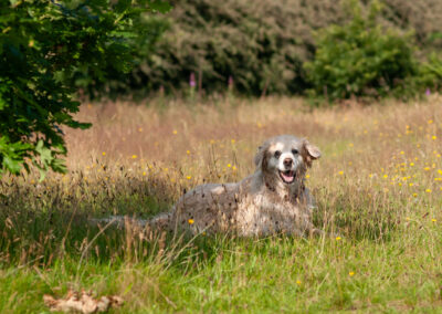 Golden Retriever lying in the shade