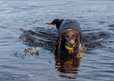 Springer spaniel with a ball in a river