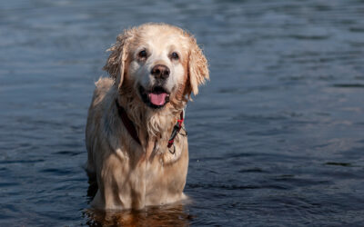 Elsa lives for the water Golden Retriever standing in a river