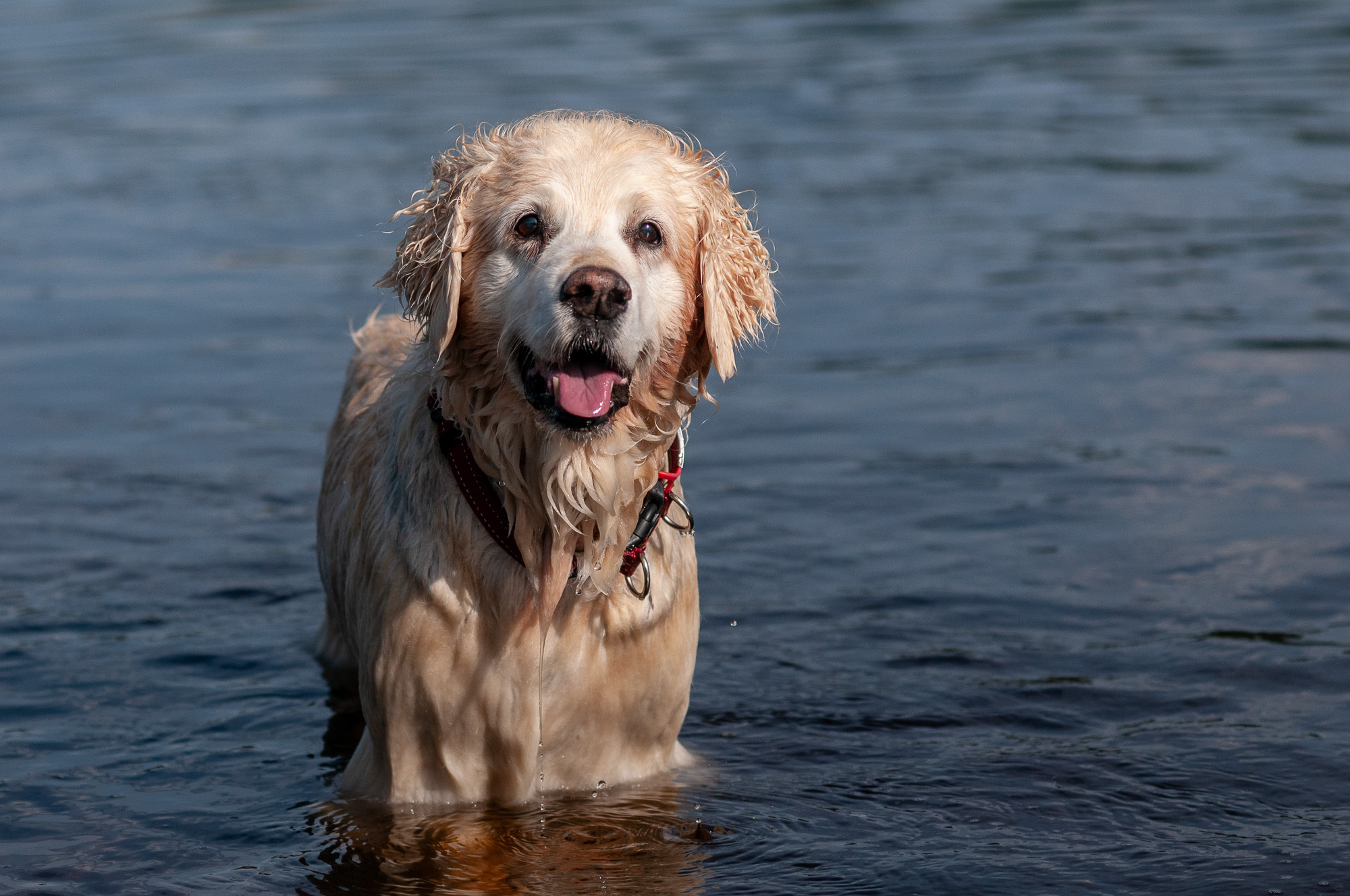 Golden Retriever standing in a river