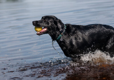 Black Labrador Retriever running out of the water