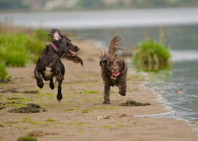 two dogs run on the coastline