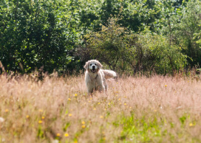 Golden Retriever standing in long grass on a hot sunny day