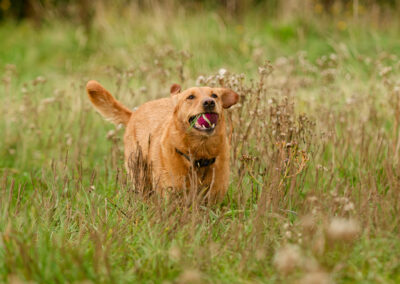 red fox labrador running through long grass