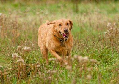 red fox labrador action photo in long grass