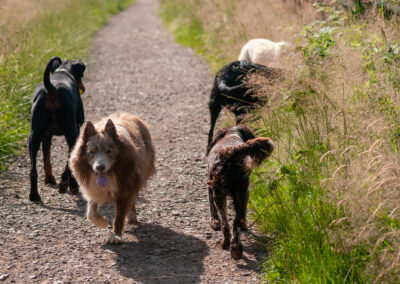 dogs looking for a ball in long grass