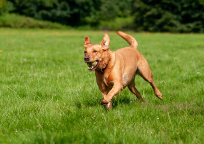 red fox labrador running on grass on a sunny day