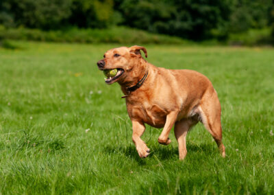 red fox labrador on grass at boden boo