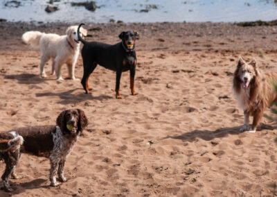 4 dogs standing on the beach