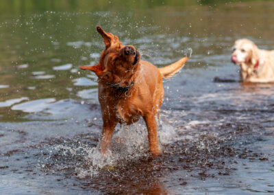 red fox labrador shaking herself dry