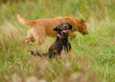 working cocker spaniel in long grass