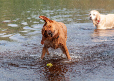 red fox labrador shaking herself