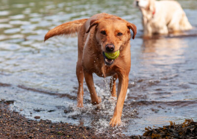 red fox labrador coming our of a river