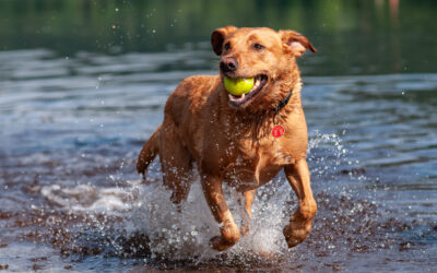 Sage with ball happy red fox labrador with ball