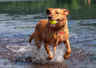 happy red fox labrador with ball