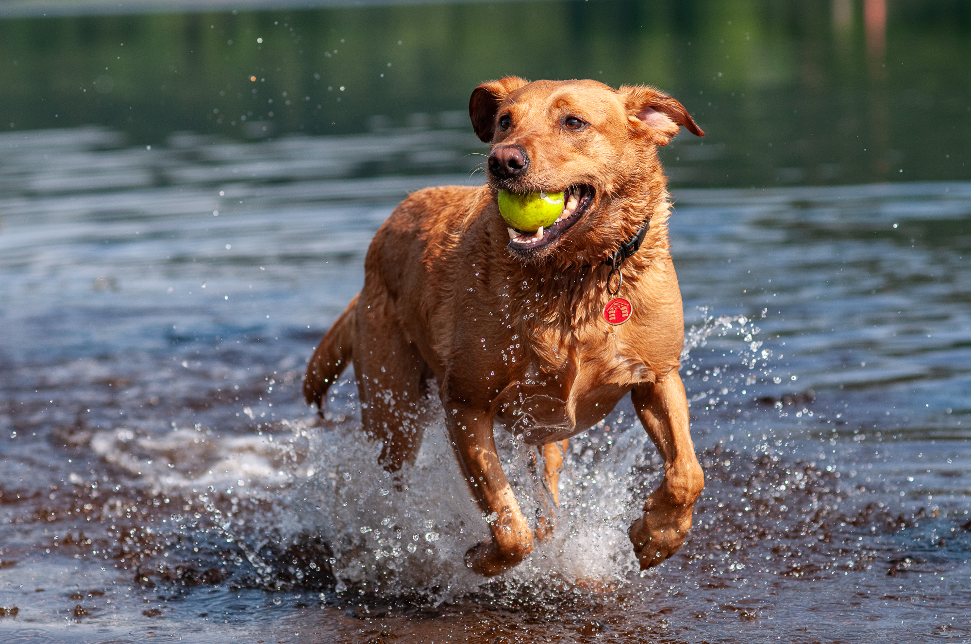 happy red fox labrador with ball
