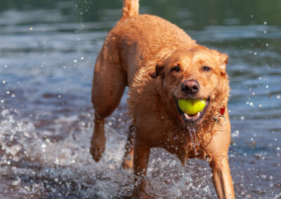 red fox Labrador retriever in a river