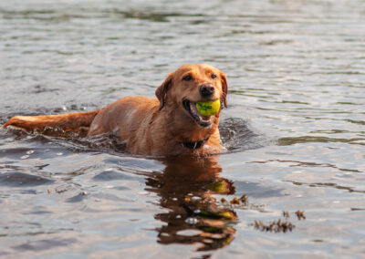 red fox labrador in a river