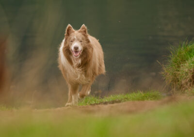 lilac border collie running up from the beach