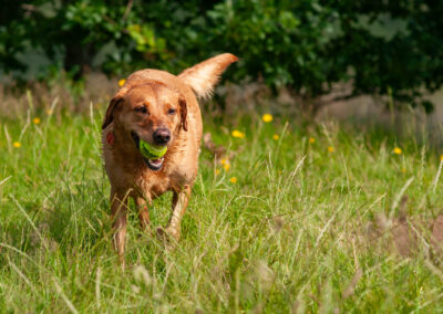 red fox labrador in long grass