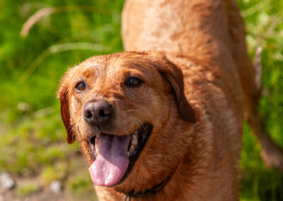 portrait photo of a red fox Labrador