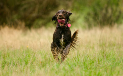 a mad cocker spaniel