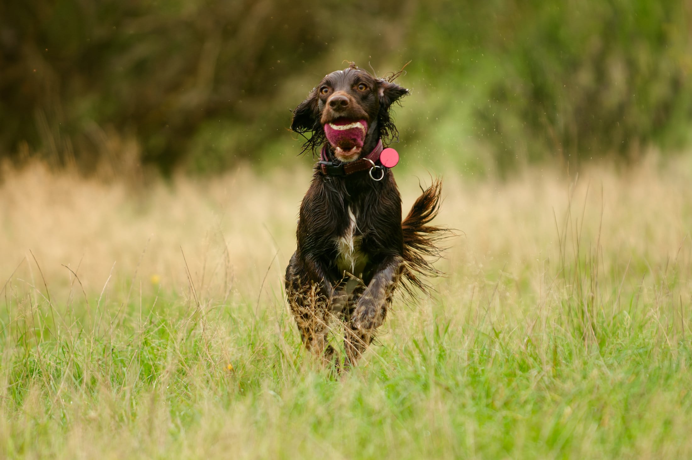 molly a mad cocker spaniel