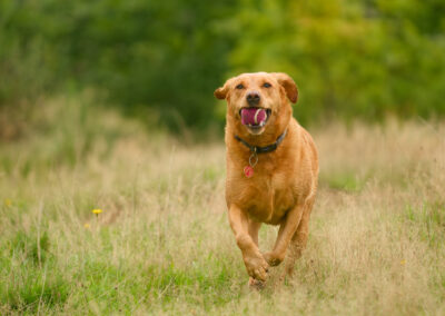 red fox labrador chasing balls