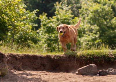Red fox Labrador running onto the beach