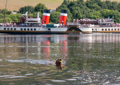dog swimming in the River Clyde as the waverley passes