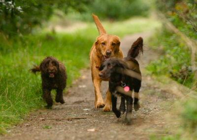 three dogs on a pathway