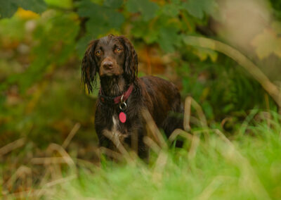 cocker spaniel among vegetation