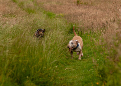 dogs running in very long grass