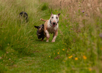 english bull terrier and dachshund running on a grassy trail