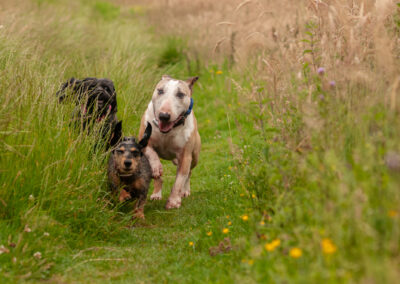 dogs playing in long grass