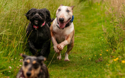 dog walking langbank three dogs running in knockmoutain, langbank