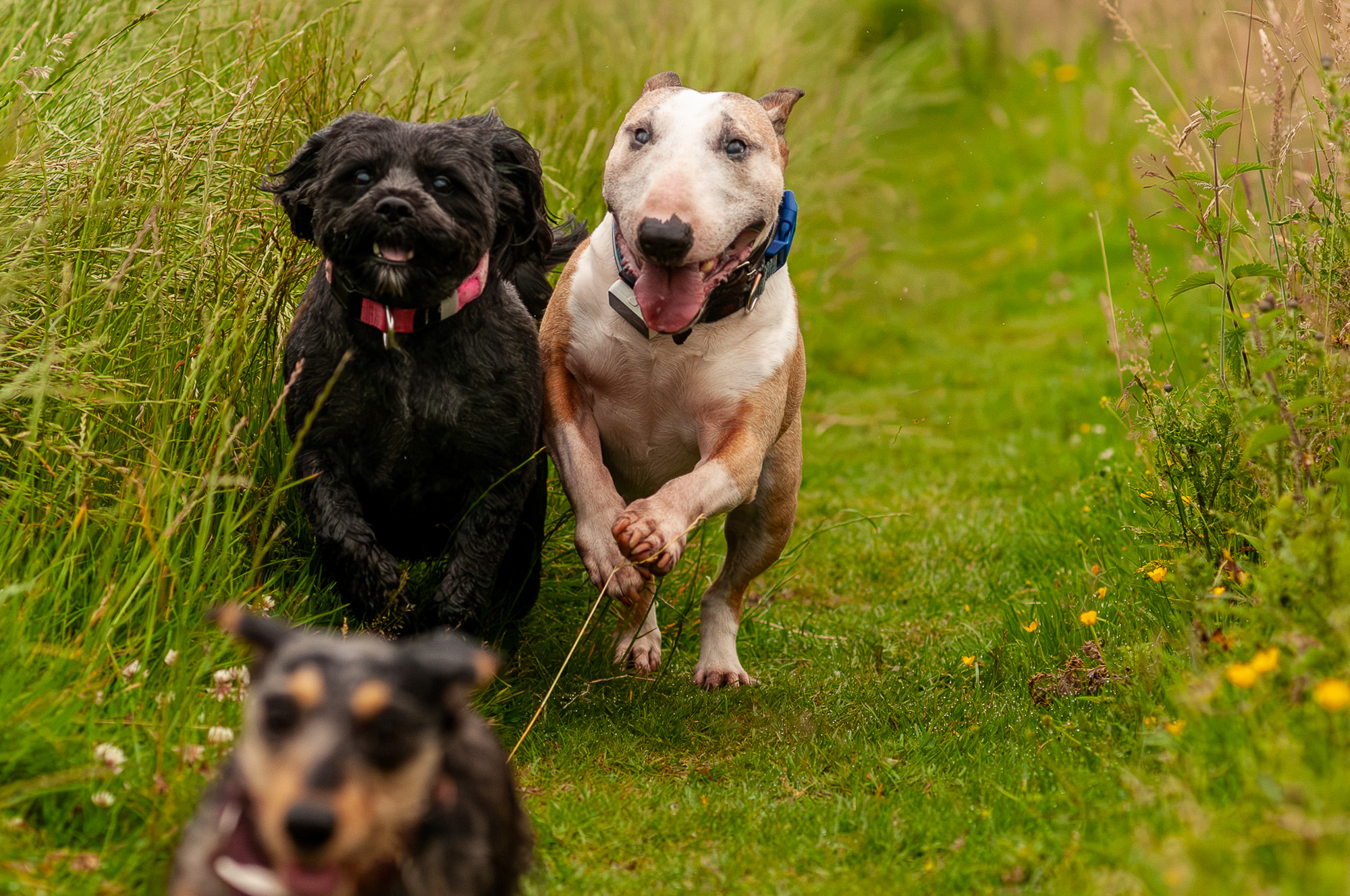 three dogs running in knockmoutain, langbank