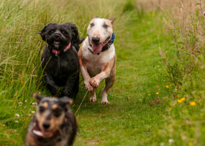 three dogs running in long grass