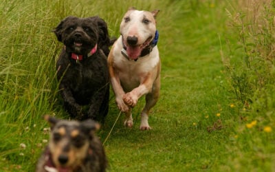 dogs getting walked at knockmountain