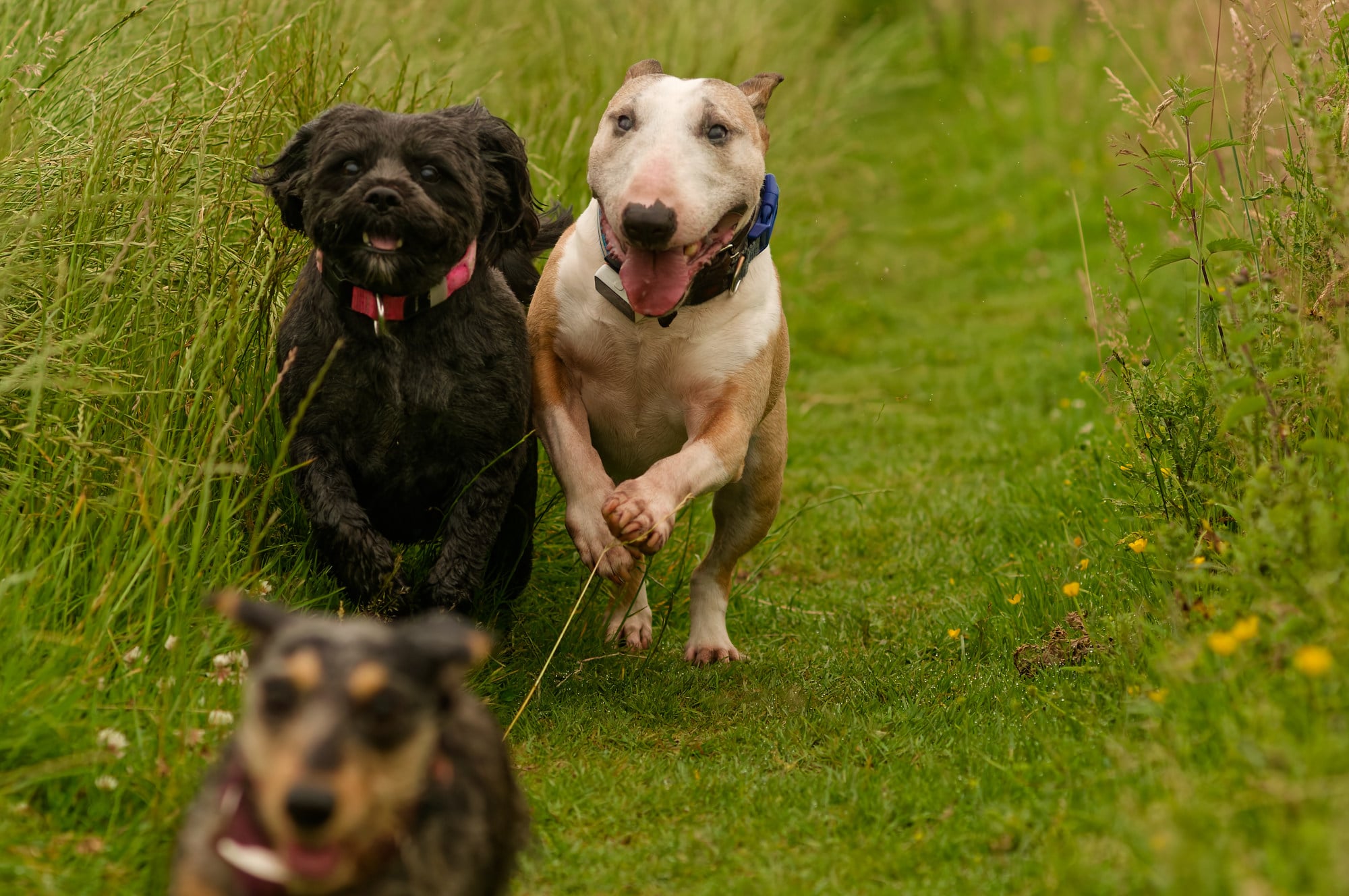 _BDW1143_DxO1 dogs getting walked at knockmountain