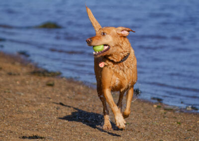 red fox labrador