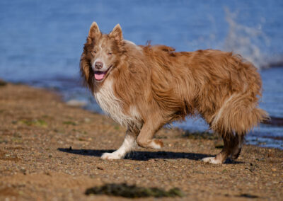sun lit border collie