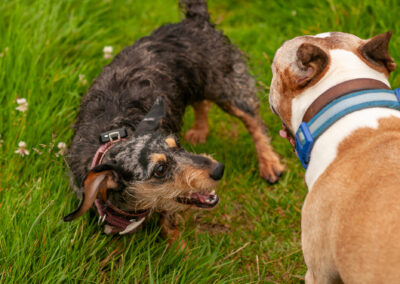 dachshund playing with english bull terrier