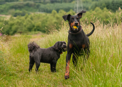 doberman and tibetan terrier