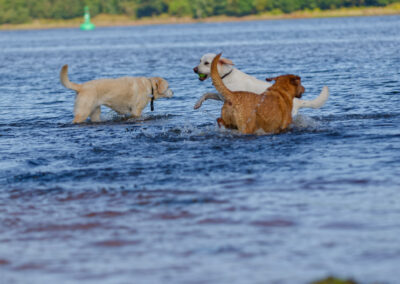labradors standing in water