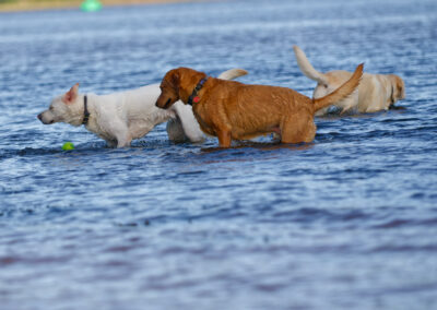 three labradors and a ball in a river