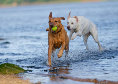 Labrador retrieving a tennis ball