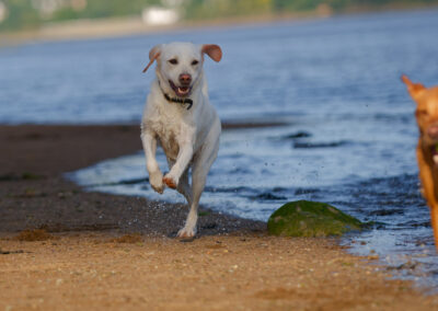 almost white labrador