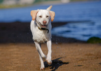 almost white labrador running